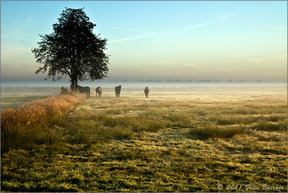 Herbstliche Moorwiese mit Pferden