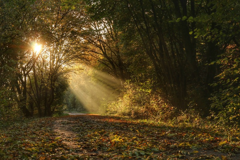 Herbstliche Morgensonne