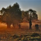 Herbstliche Morgenstimmung