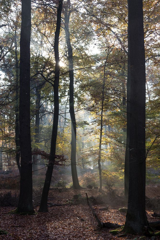 Herbstliche Morgenstimmung im Wald