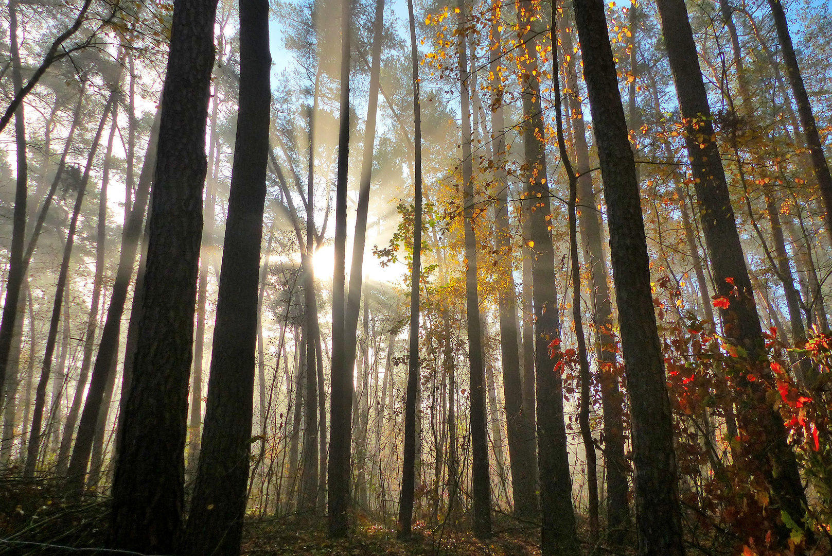 Herbstliche Morgenstimmung im Wald.