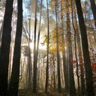 Herbstliche Morgenstimmung im Wald.