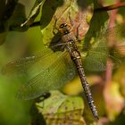 Herbstliche Mosaikjungfer