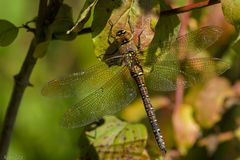 Herbstliche Mosaikjungfer