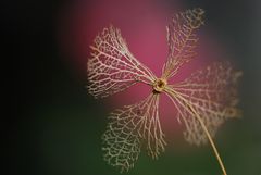 Herbstliche Mühlenbionik