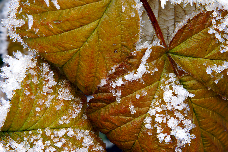 Herbstliche Nahaufnahme Impression - mit der neuen Sony SLT A77V Kamera fotografiert.