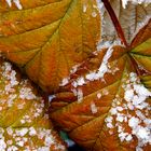 Herbstliche Nahaufnahme Impression - mit der neuen Sony SLT A77V Kamera fotografiert.