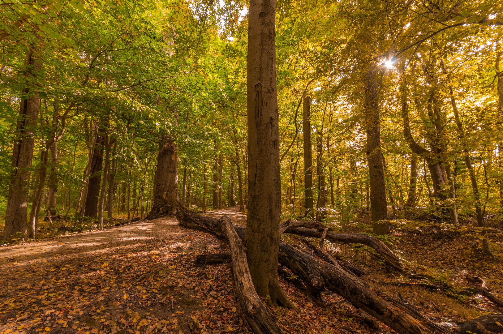 Herbstliche Natur-0130