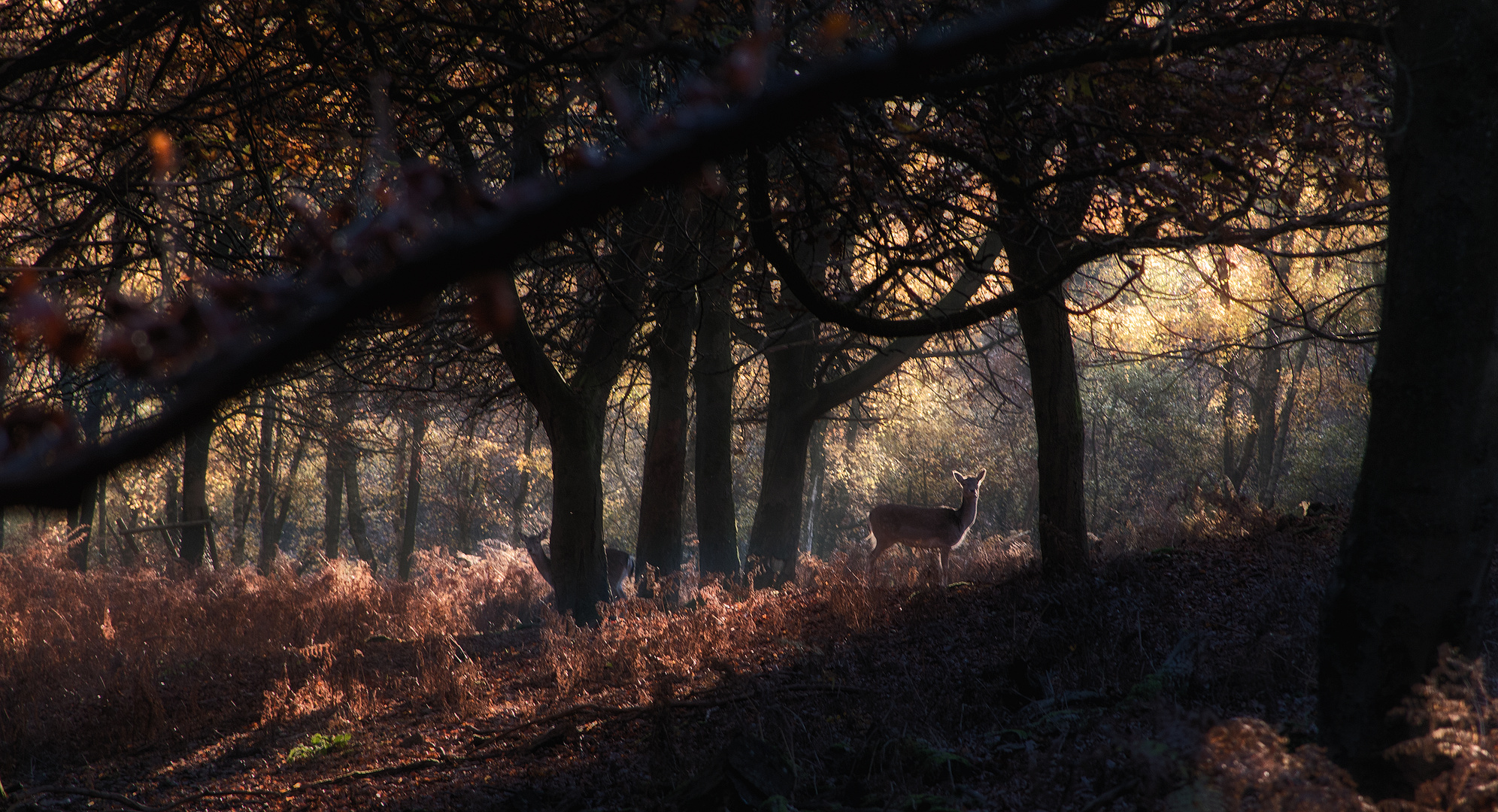 herbstliche Natur