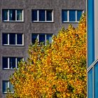 HERBSTLICHE NATUR IN DER KLAMMER RECHTER WINKEL