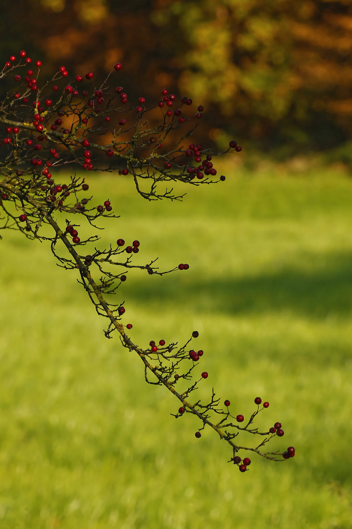 Herbstliche Natur zeigt stolz ihre Insignien