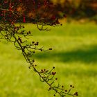 Herbstliche Natur zeigt stolz ihre Insignien