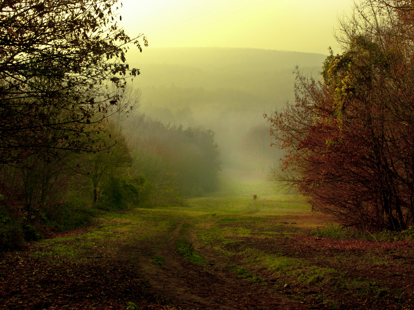 Herbstliche Nebellandschaft