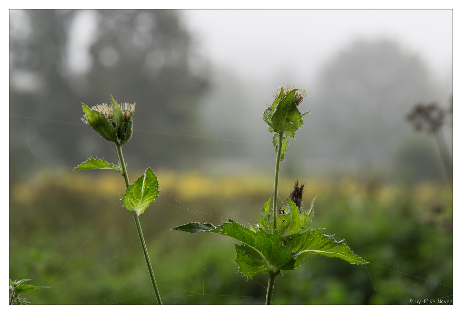 Herbstliche Nebelstimmung