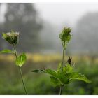 Herbstliche Nebelstimmung