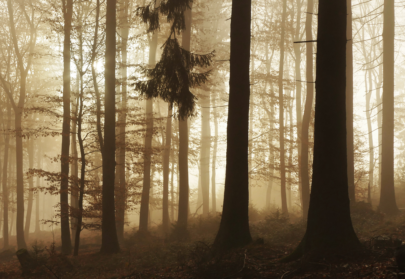 Herbstliche Nebelstimmung im Wald