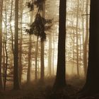 Herbstliche Nebelstimmung im Wald