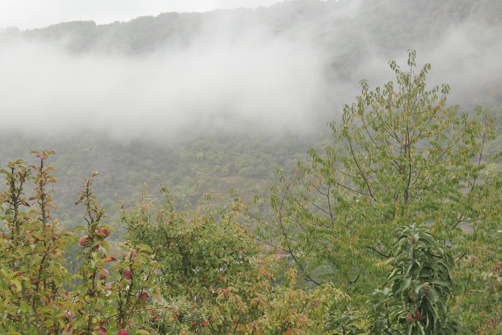 Herbstliche Nebelwand in Cochem