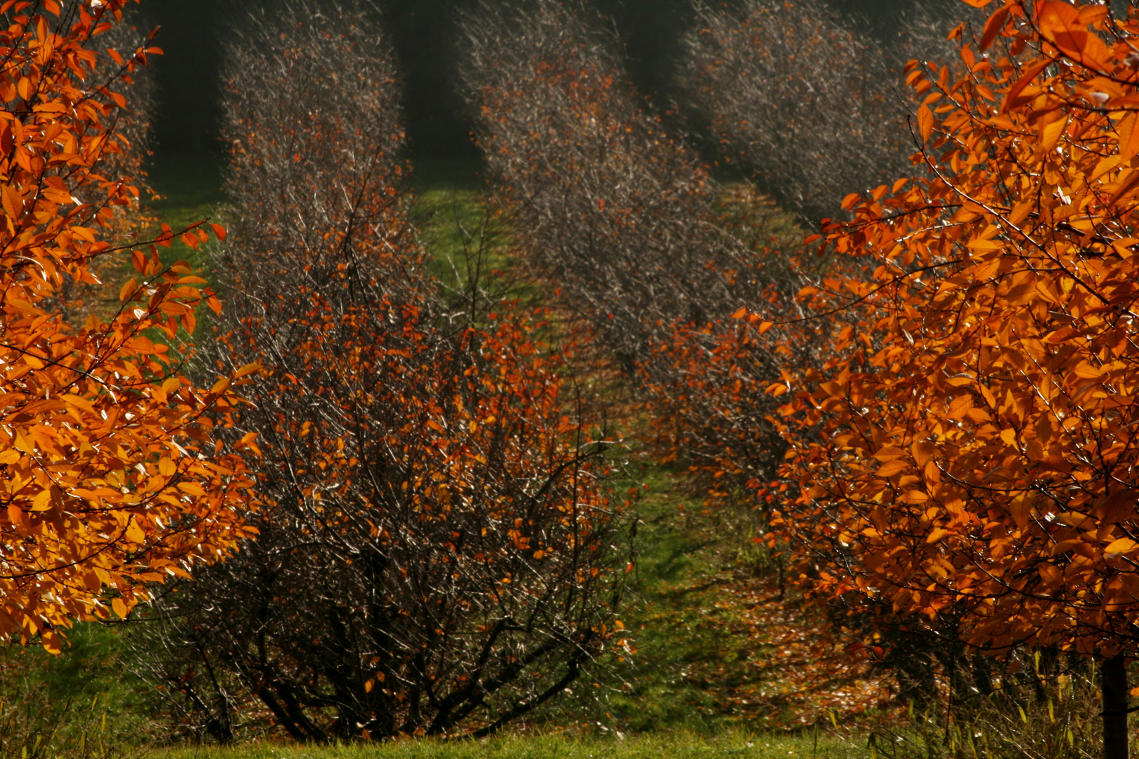 herbstliche Obstplantage