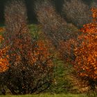 herbstliche Obstplantage