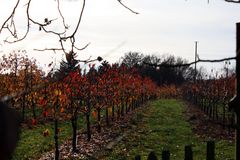 herbstliche Obstplantage