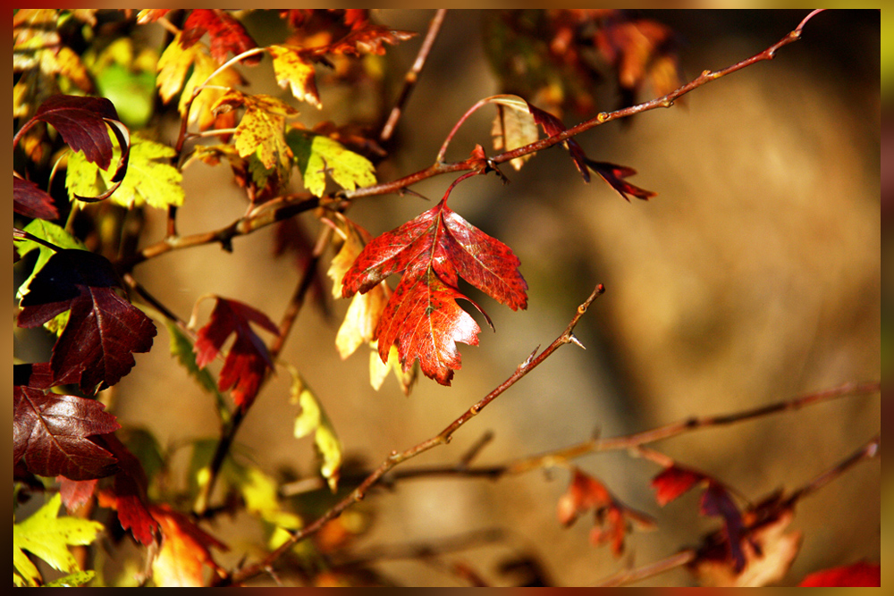 Herbstliche Palette