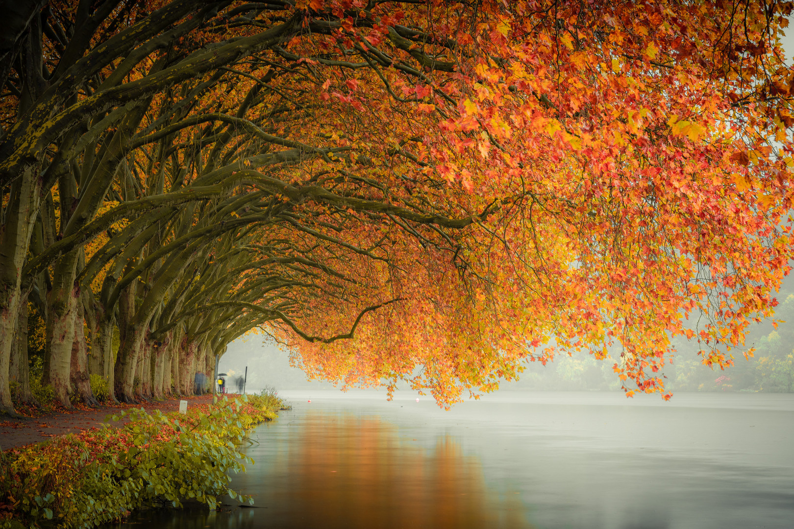 Herbstliche Pappeln am Baldeneysee