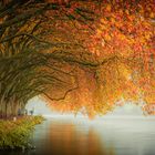 Herbstliche Pappeln am Baldeneysee