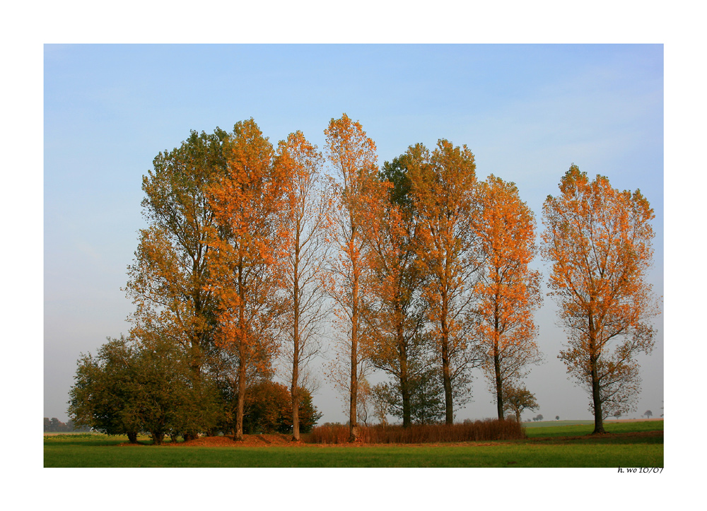 Herbstliche Pappeln im Abendlicht