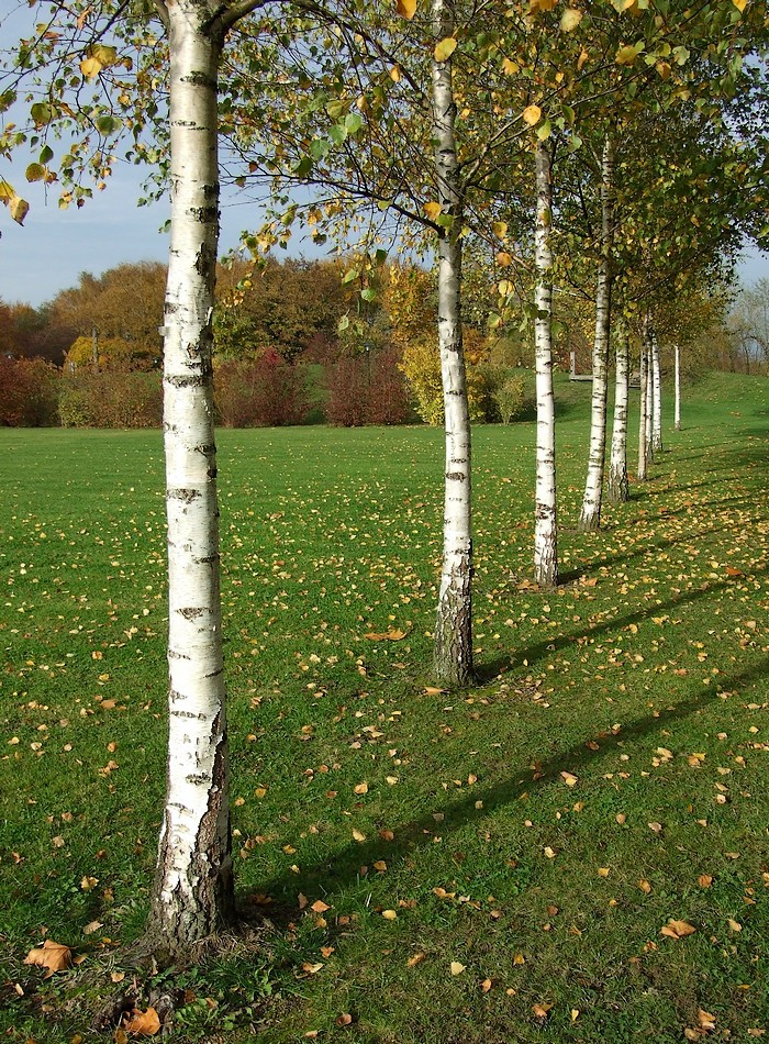 Herbstliche Parade