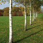 Herbstliche Parade