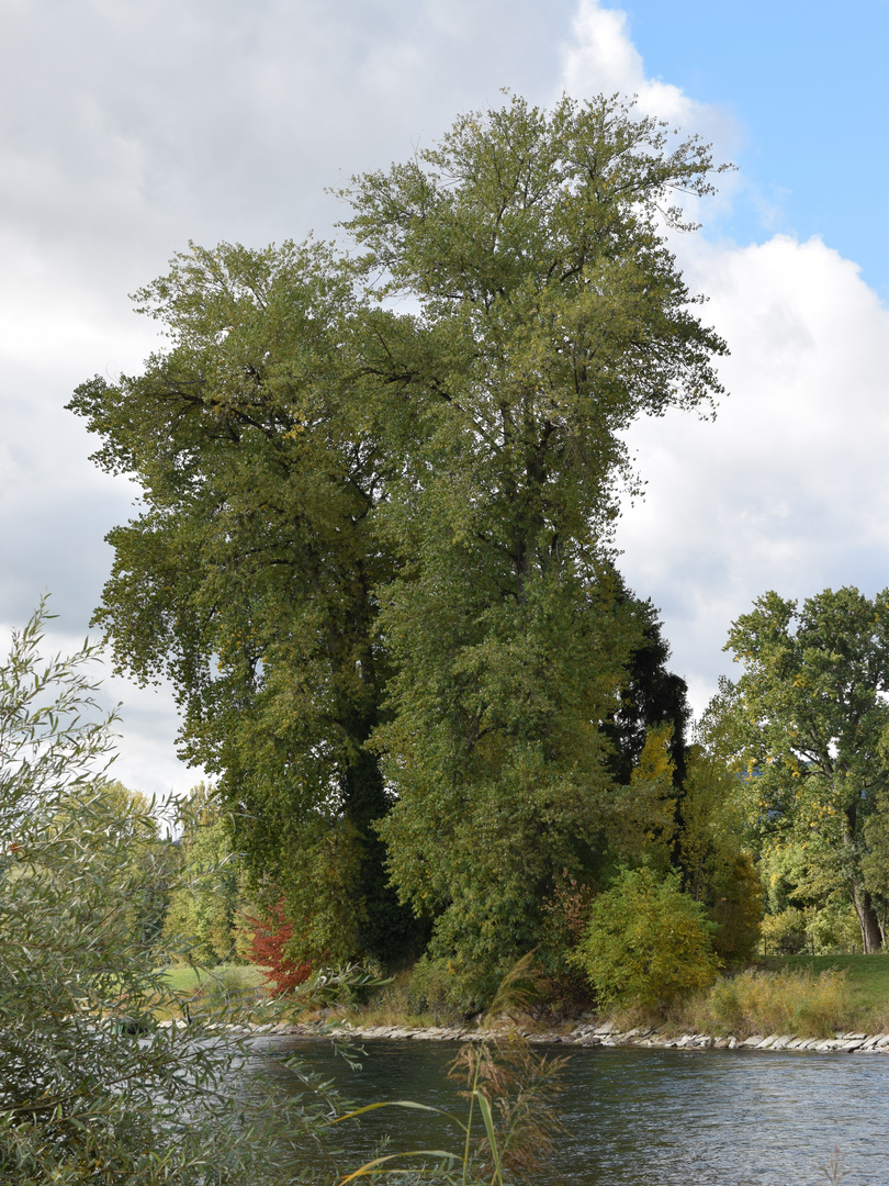 Herbstliche Partie an der Limmat.