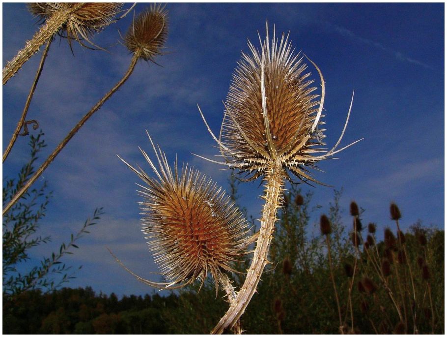 Herbstliche Perspektive