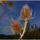 Herbstliche Perspektive