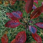 Herbstliche Perücke