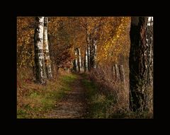 herbstliche Pfade