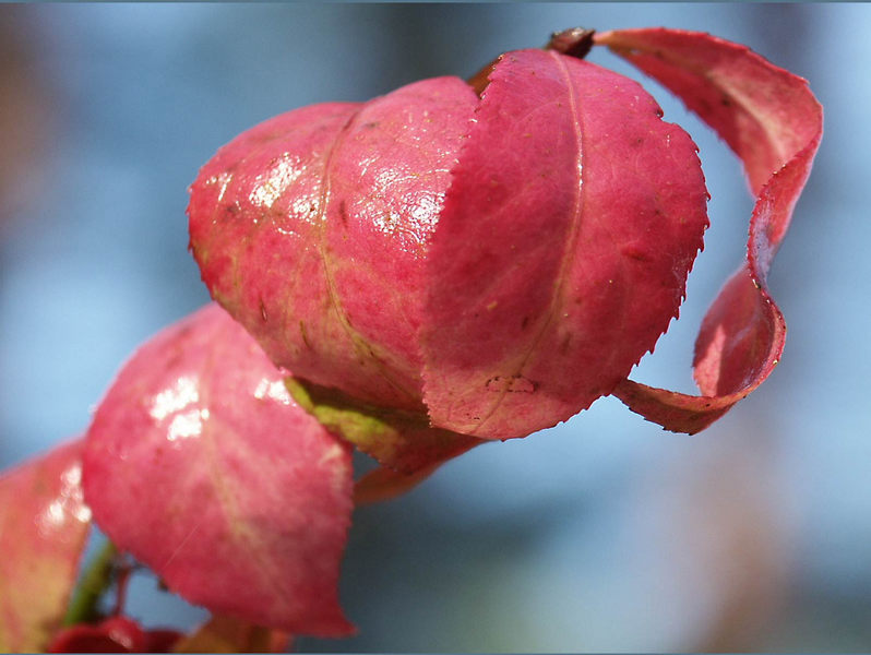  Herbstliche Pfaffenhütchenblätter