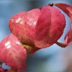  Herbstliche Pfaffenhütchenblätter