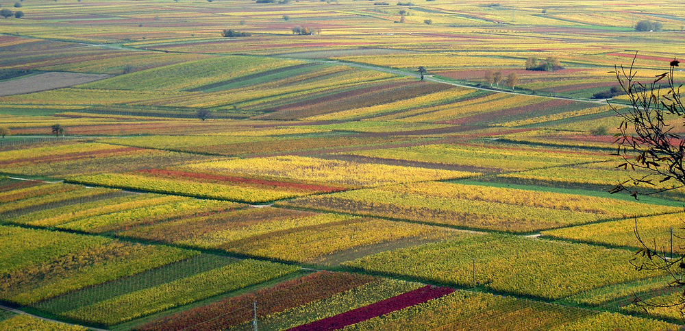 herbstliche Pfalz