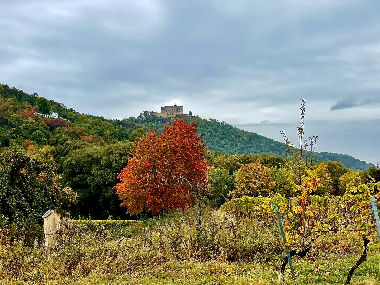 Herbstliche Pfalz