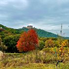 Herbstliche Pfalz