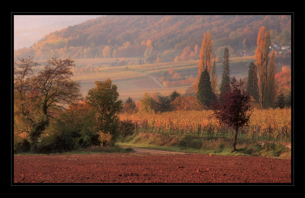 Herbstliche Pfalz