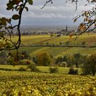 Herbstliche Pfalz 