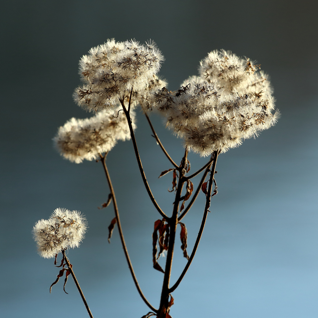 Herbstliche Pflanze am Ufer des Bruchsees