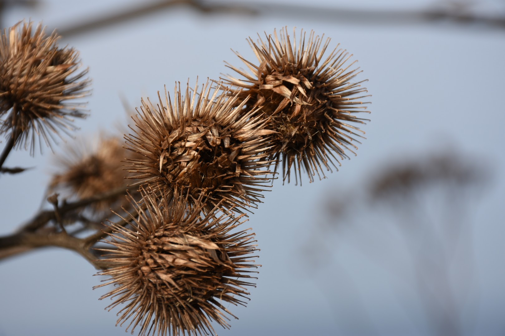 Herbstliche Pflanzen