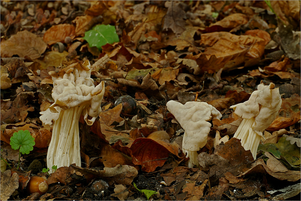 Herbstliche Pilze