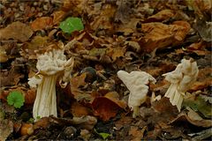 Herbstliche Pilze