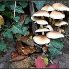Herbstliche Pilze