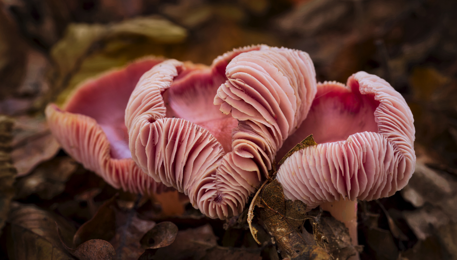 Herbstliche Pilze_6858