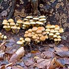 Herbstliche Pilzfamilie  I